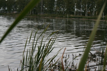 lake in forest
