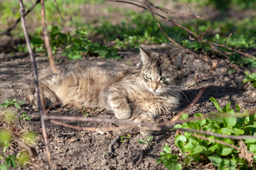 Spring cat