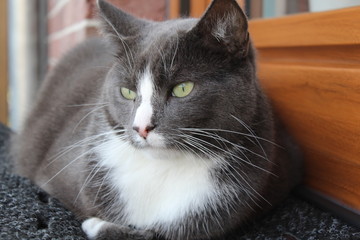 a beautiful gray and white cat relaxes