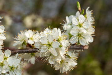 weiße Kirschblüten