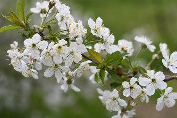 white flowers of cherry tree