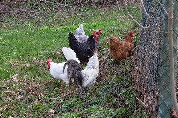 chicken in cottage garden