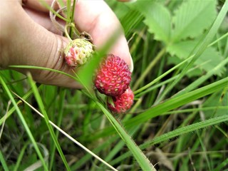 strawberry in hand