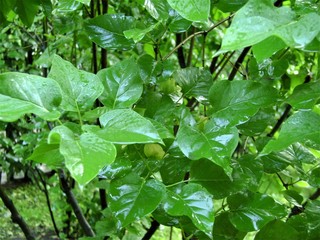 green leaves with drops of water