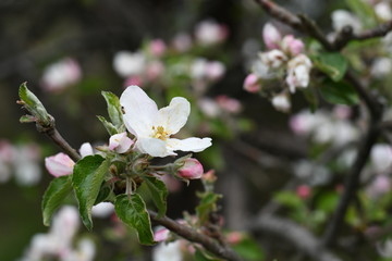 Obraz premium rose flowers of apple tree