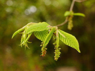 Closeup of fresh green beech tree leaves just opening in spring