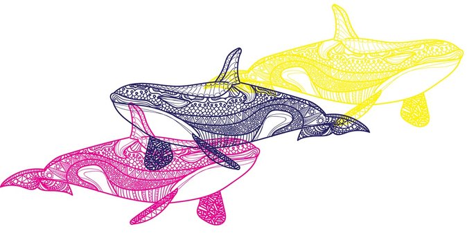 The killer whale. Ethnic pattern. Meditative coloring. Mandala, dudling drawing. Drawing from the hand. Points, stripes, arrows, flowers.