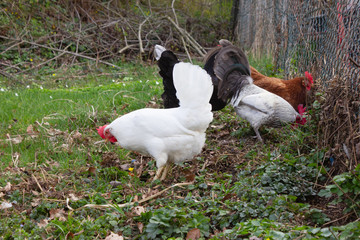 chicken in cottage garden