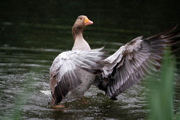 goose in the water