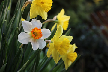 daffodils blooming in the garden