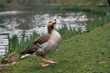 goose on grass