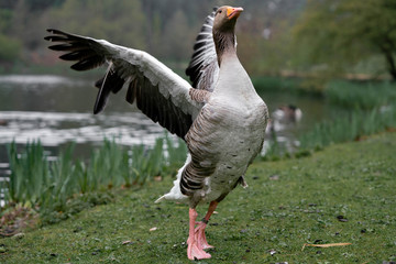 goose on grass