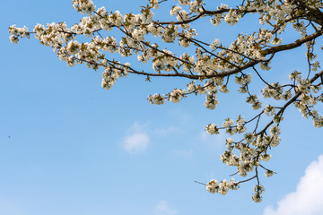 weiße Kirschblüten im Frühjahr