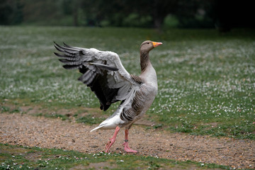 goose on grass