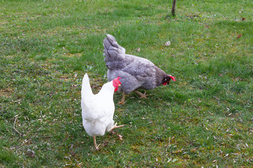 chicken in cottage garden