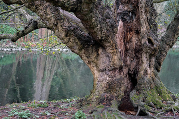 old tree by the lake