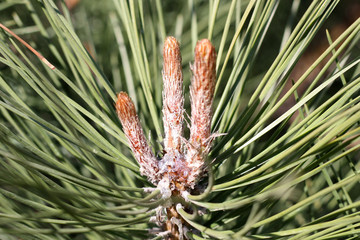 A new pine cone sprout on a branch of an eastern yellow pine.