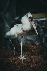 Obraz premium white storks in nest