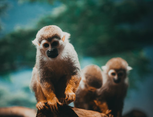 monkey
