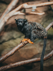 monkey
