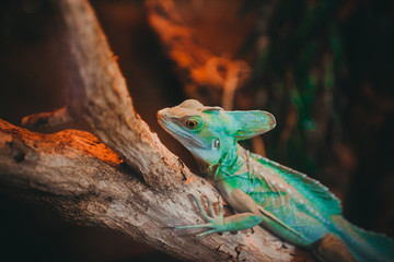 green lizard
