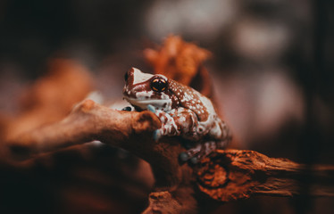 frog