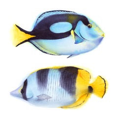 Set of  blue tang and butterfly fish. Watercolor illustration. Tropical sea wildlife.