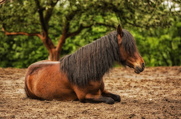 Entspanntes Pferd