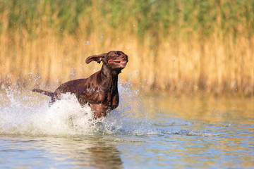 Fototapeta premium Happy playful muscular thoroughbred hunting dog German shorthaired pointer. Is jumping, running on the water splashing it around on sides. Reflection of the silhuoette. Funny stick out ears.