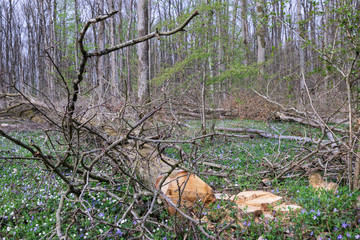 Chêne abattu par un bucheron 
