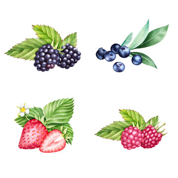 Hand drawn set of strawberry, blackberry, raspberry and blueberry with leaves. Isolated watercolor fruit sketch.