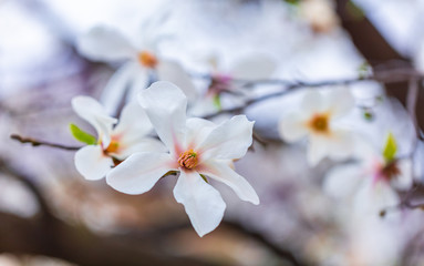 Closeup of Magnolia flower