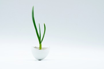 Fresh small sprout of garlic in an egg-shell pot, free space for text