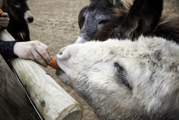 Fototapeta premium Donkeys on farm