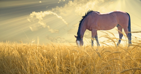 Horse grazing in the field