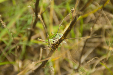 grasshopper on grass