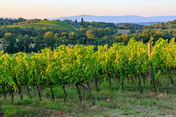 Fototapeta na wymiar Vineyard landscape in Tuscany