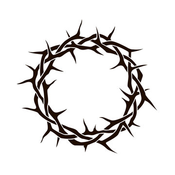 black crown of thorns image isolated on white background 