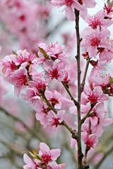 Velvet pink almond blossom on scrub (prunus dulcis) close up. Selected focus. Gardening in Germany.