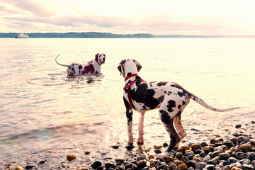 Adult harlequin great dane wading into surf trying to teach puppy how to swim