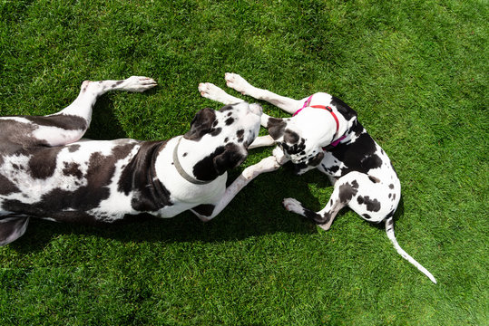 Overhead view two black and white spotted harlequin great dane dogs resting on green grass