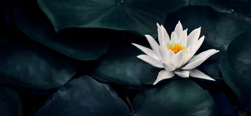 Schöne weiße Lotosblumennahaufnahme. Exotische Seerosenblüte auf dunkelgrünen Blättern. Minimaler Konzeptnaturhintergrund der bildenden Kunst. © hitdelight
