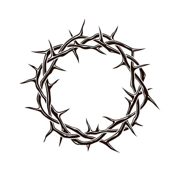 black crown of thorns image isolated on white background