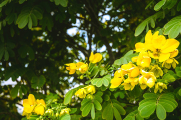 yellow flowers in garden