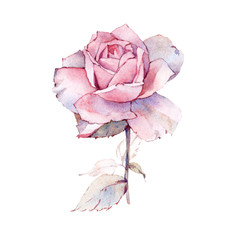 Watercolor pink rose on white2