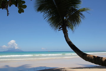 palm tree against blue sky and blue ocean