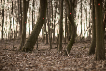 Las i naznaczone drzewa do ścięcia © andsko