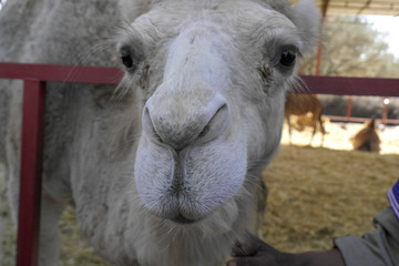 Fototapeta premium Moroccan camel in the red city of Marrakech
