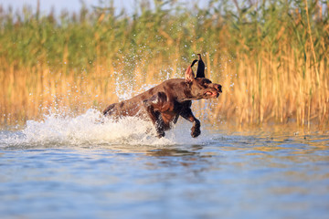 Fototapeta premium Happy playful muscular thoroughbred hunting dog German shorthaired pointer. Is jumping, running on the water splashing it around on sides. Reflection of the silhuoette. Funny stick out ears.