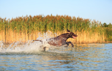 Happy playful muscular thoroughbred hunting dog German shorthaired pointer. Is jumping, running on the water splashing it around on sides. Reflection of the silhuoette. Funny stick out ears.